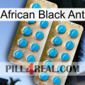 African Black Ant new08